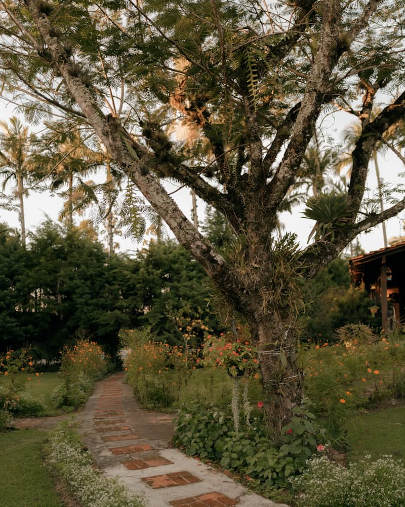 Tropical garden path